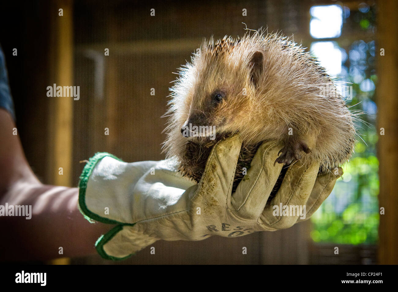 La Suisse, le Canton du Tessin, Maggia, Centre de récupération de hérisson Banque D'Images