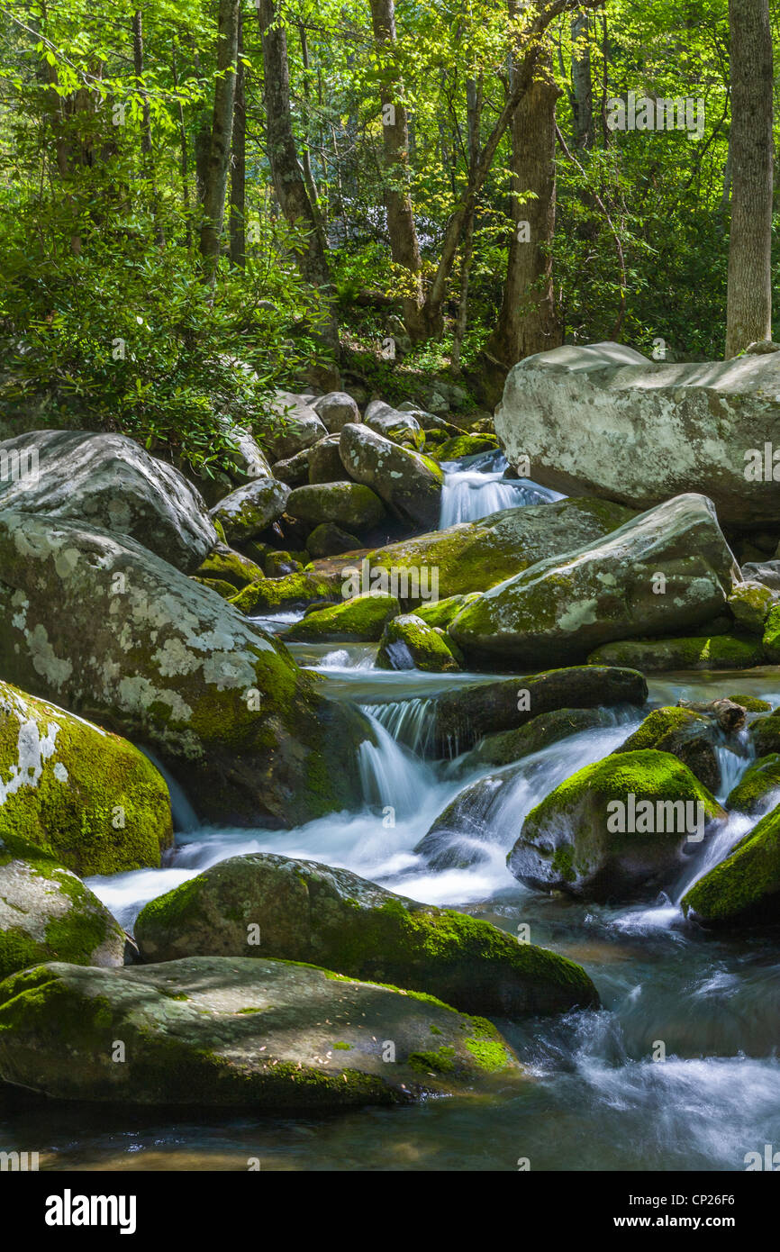 Roaring Fork River le long du sentier Roaring Fork Motor dans le Great Smoky Mountains National Park à New York Banque D'Images