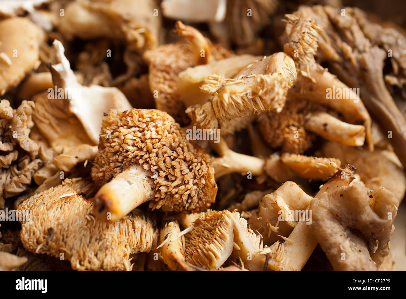 Champignons sauvages mélangés à la vente à un marché de producteurs en PA, USA Banque D'Images