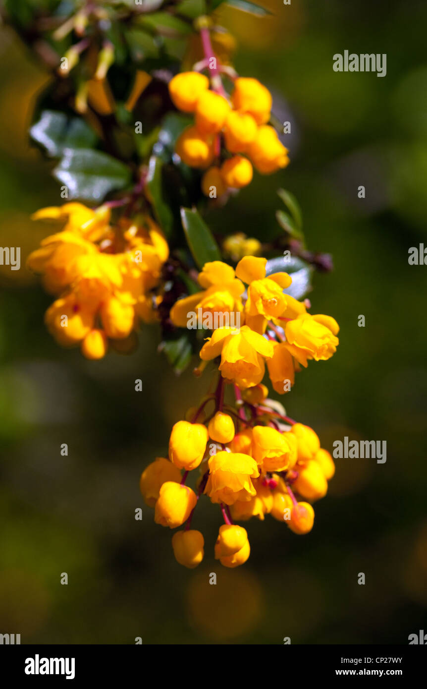 Berberis darwinii fleurs, UK Banque D'Images