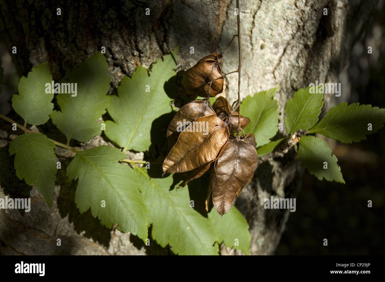 CLOSE-UP DE GOUSSES DE GOLDEN RAIN TREE (Koelreuteria paniculata) / NEW JERSEY Banque D'Images