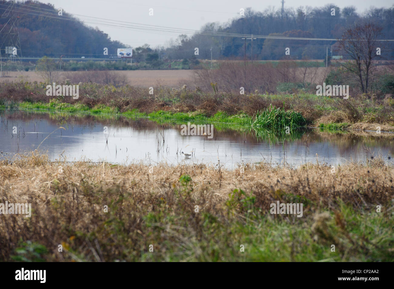 Des zones humides par l'homme avec l'échassier, Pennsylvanie Banque D'Images
