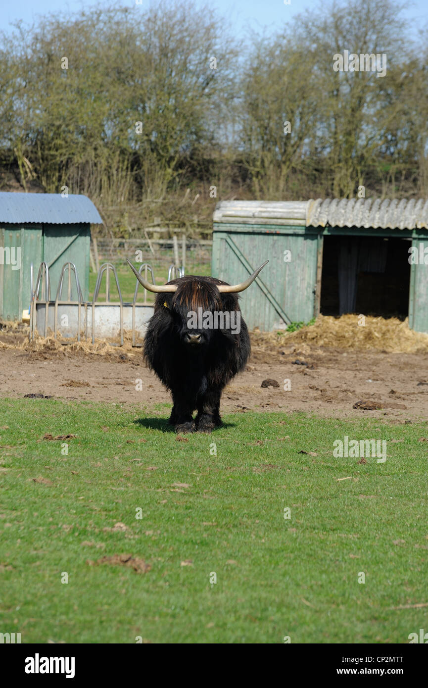 Vache Highland regarder droit devant comme si prêt à charger white post farm nottinghamhsire england uk Banque D'Images
