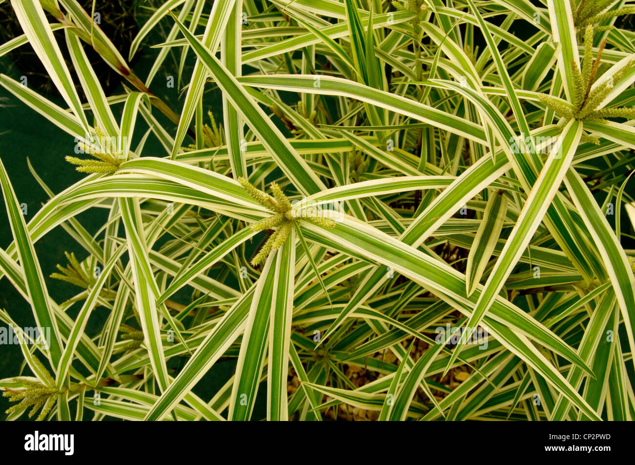 Carex Phyllocephala Sparkler Banque D'Images