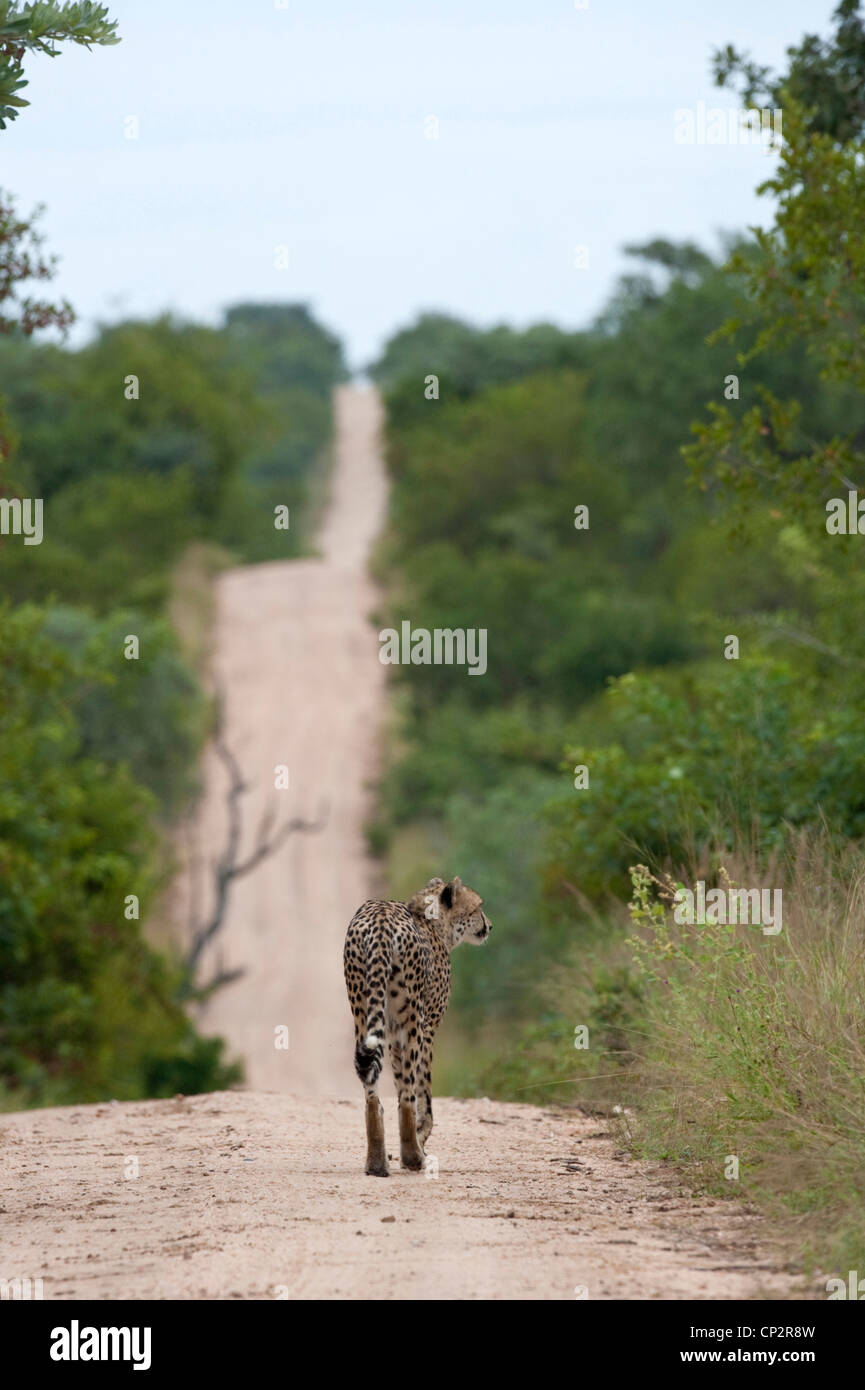Le guépard en marchant sur une longue ligne droite cutline Banque D'Images