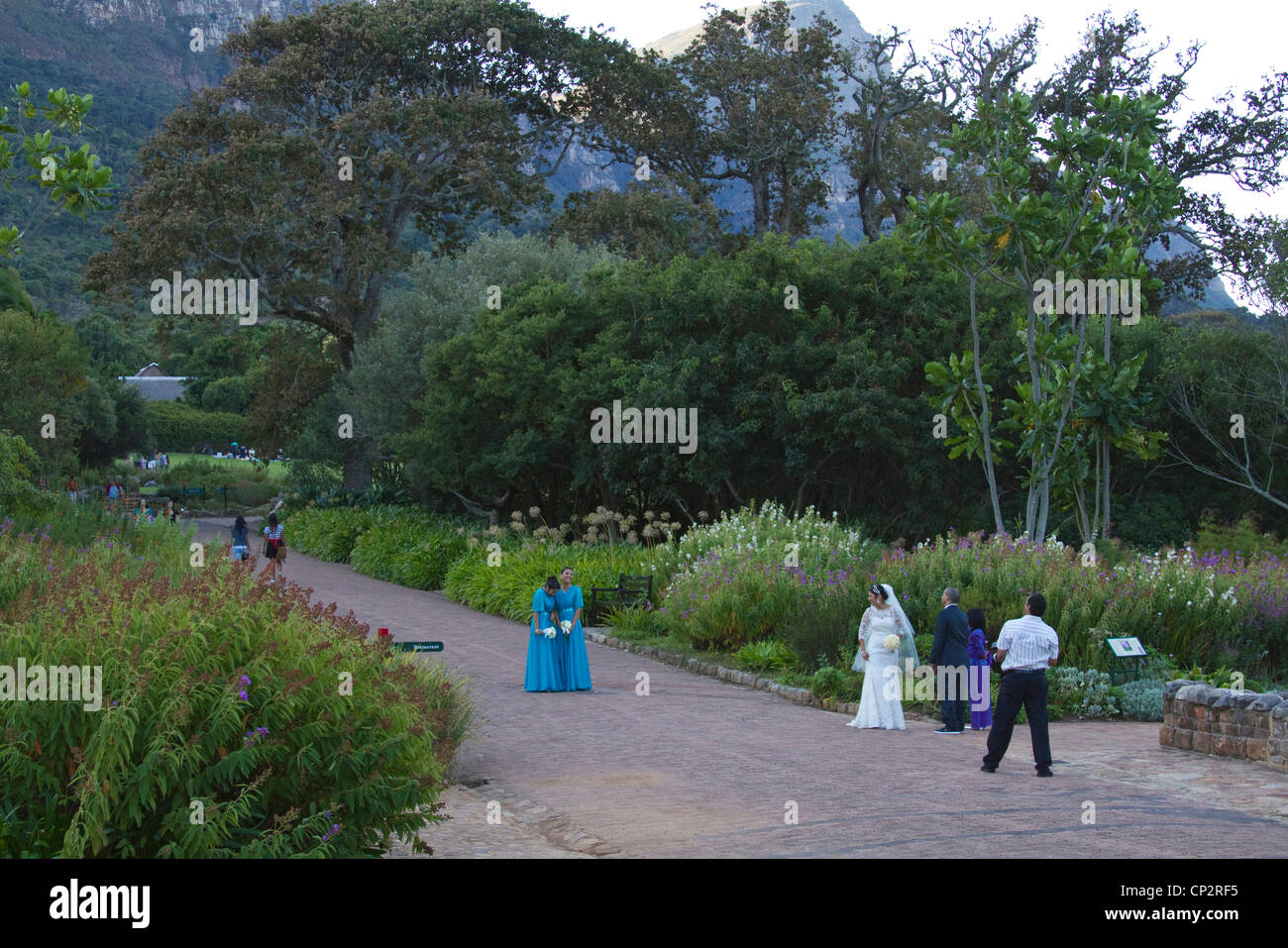 Photographe de mariage à prendre des photos des mariés dans le jardins de Kirstenbosch Banque D'Images