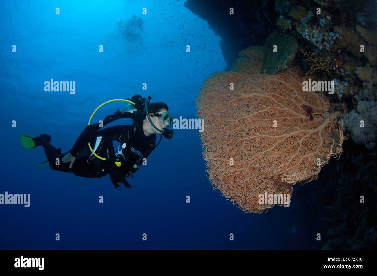 Approches de plongée coral ventilateur dans la mer Rouge, Egypte Banque D'Images
