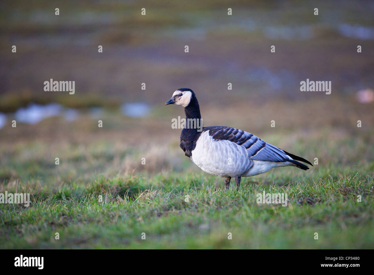 Bernache nonnette (Branta leucopsis) Debout sur chemin caché dans les marais salés. Banque D'Images