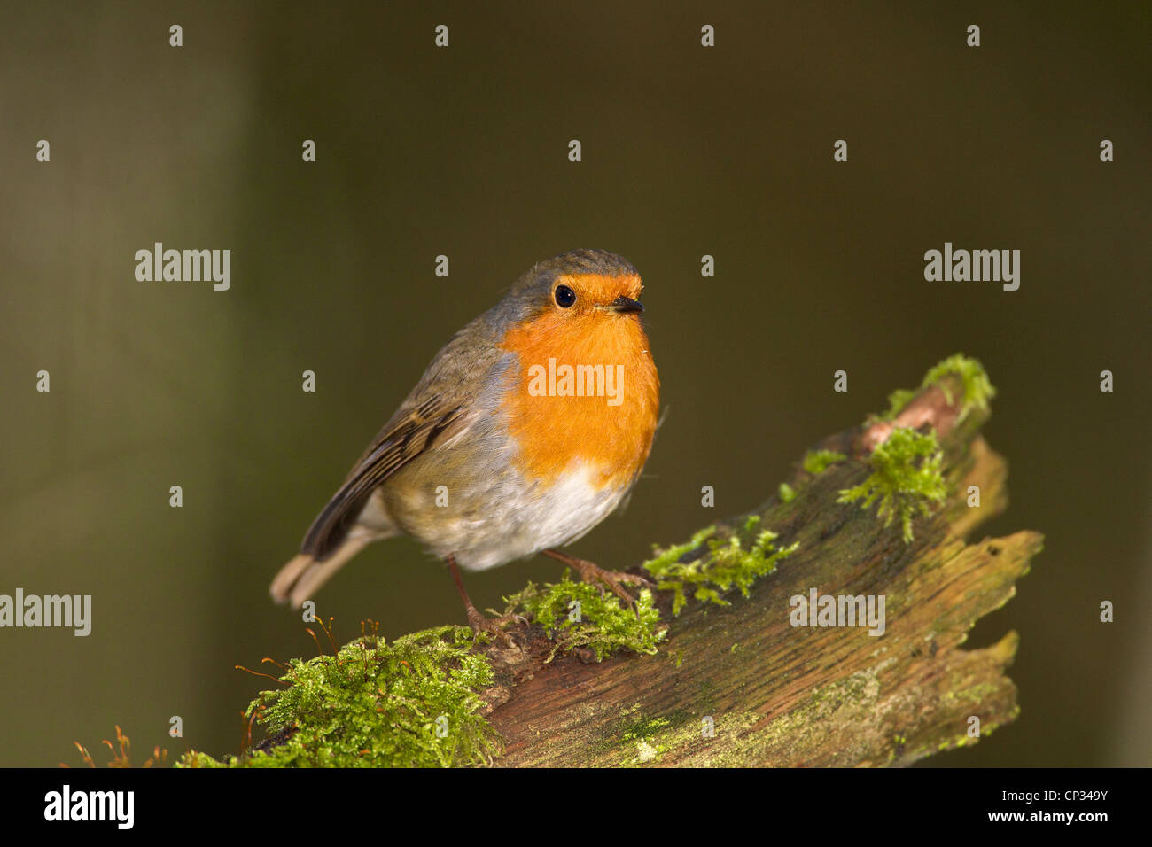 Robin (Erithacus rubecula aux abords) d'être curieux. Profondeur de champ sur mousse couverts log. Banque D'Images