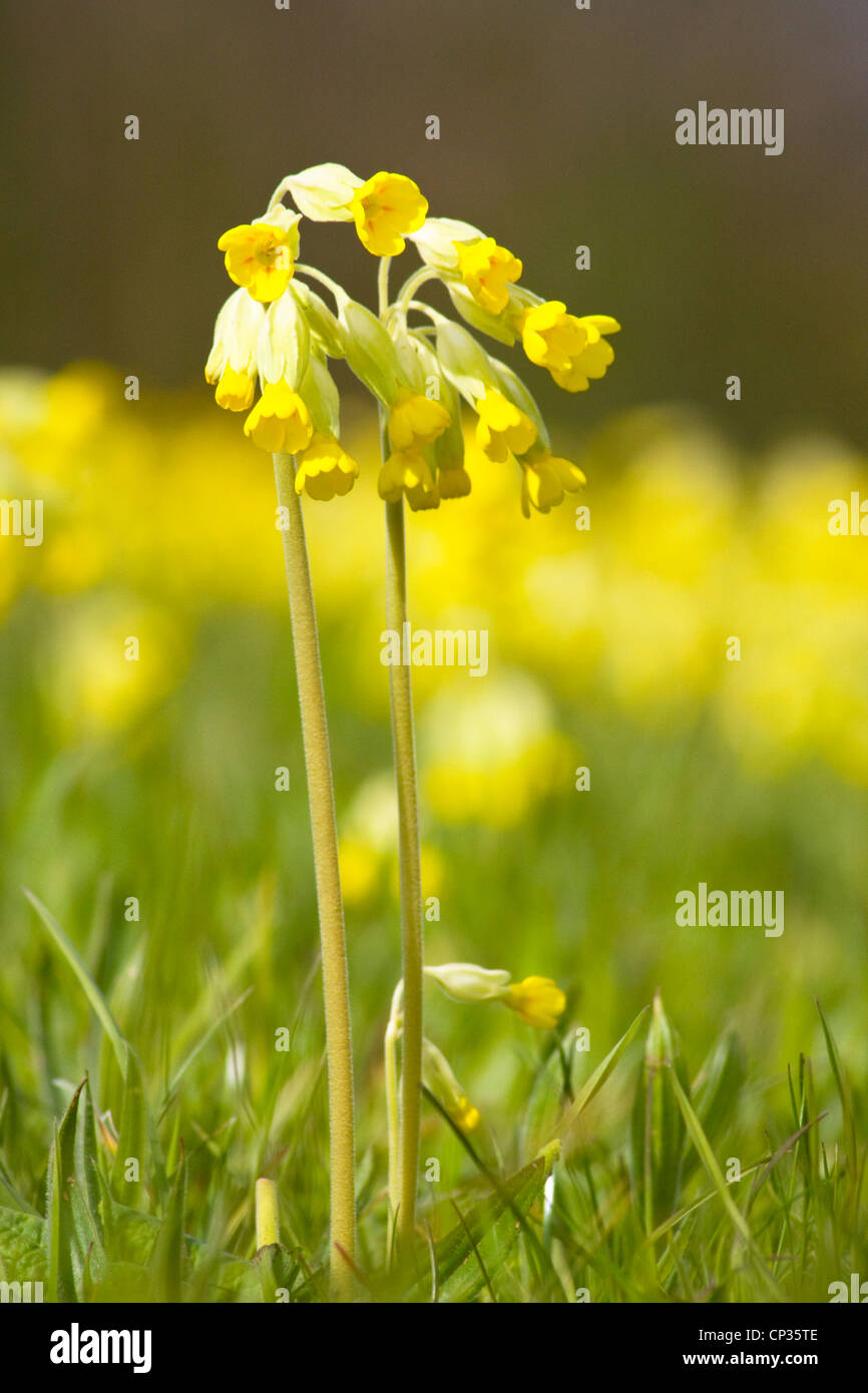 Primula veris Cowslips (tapis) un champ dans le Derbyshire, Royaume-Uni Banque D'Images