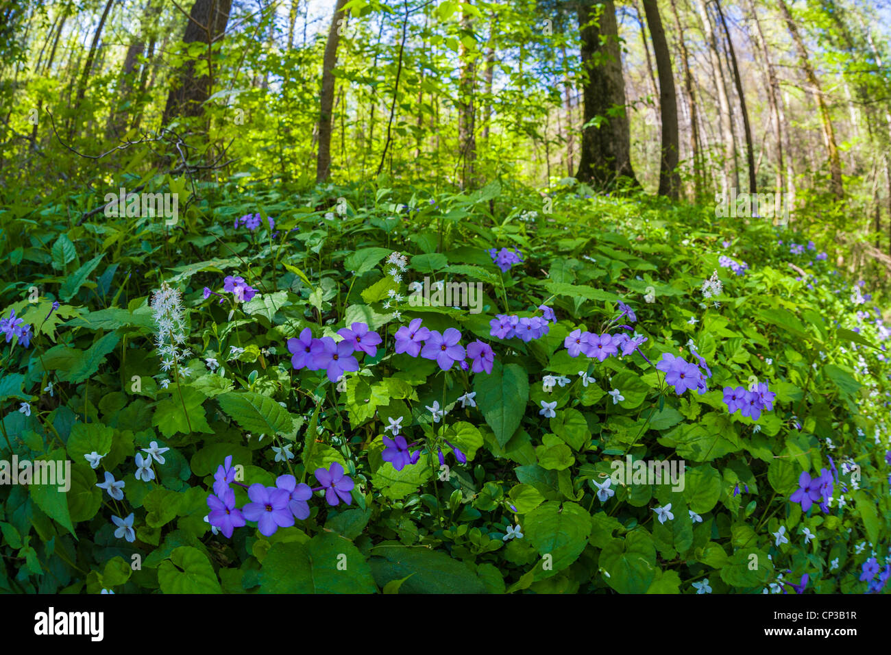 Fleurs sauvages le long de la nature Roaring Fork Motor Drive dans le Great Smoky Mountains National Park à New York Banque D'Images