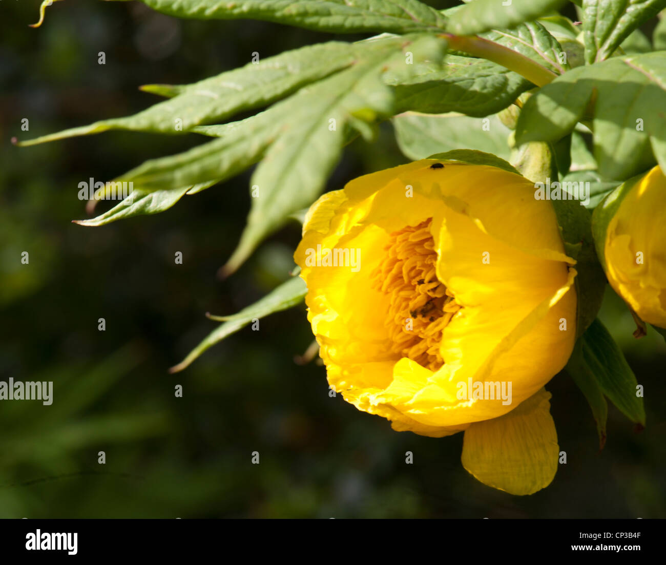 Pivoine arbustive, Paeonia lutea, croissante en culture, Surrey, UK Banque D'Images