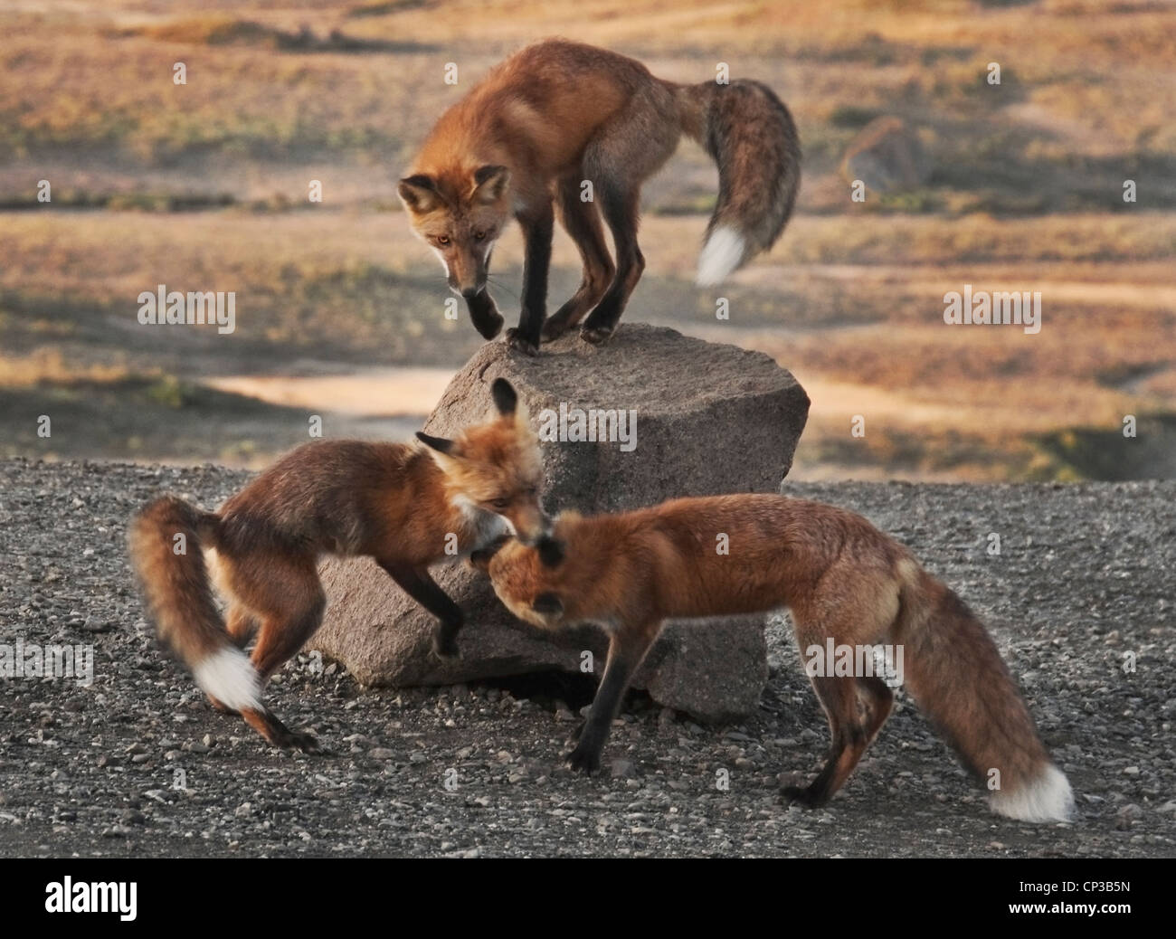 Un trio de Red Fox (Vulpes vulpes) s'ébattent au sommet Col polychrome, le parc national Denali, en Alaska. Banque D'Images