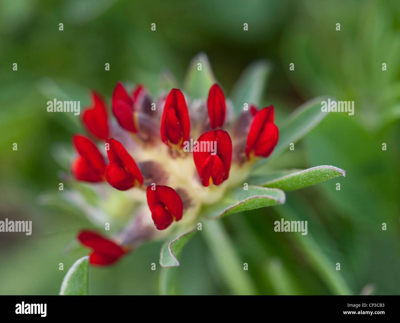 Red Kidney vetch, Anthyllis vulneraria var. coccinea, croissant sur les landes côtières, lézard, Cornwall, UK Banque D'Images