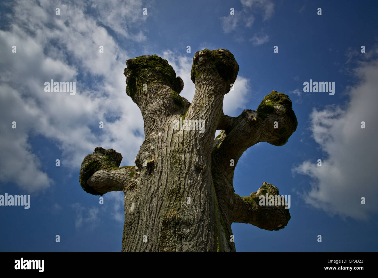 Arbres Campagne Au Printemps Linden A Declare La Tete De Chat Taille Francaise Tailles Chaque Annee Creant Une Sorte De Souche Ou Une Excroissance Tous Photo Stock Alamy