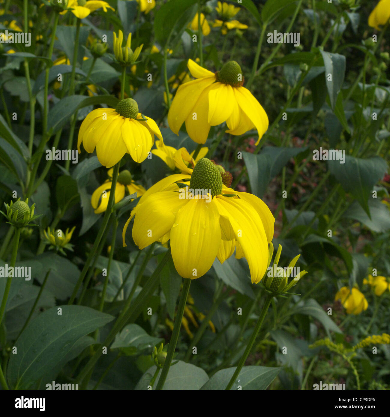 Le cultivar 'Rudbeckia Herbstsonne' en fleurs Banque D'Images