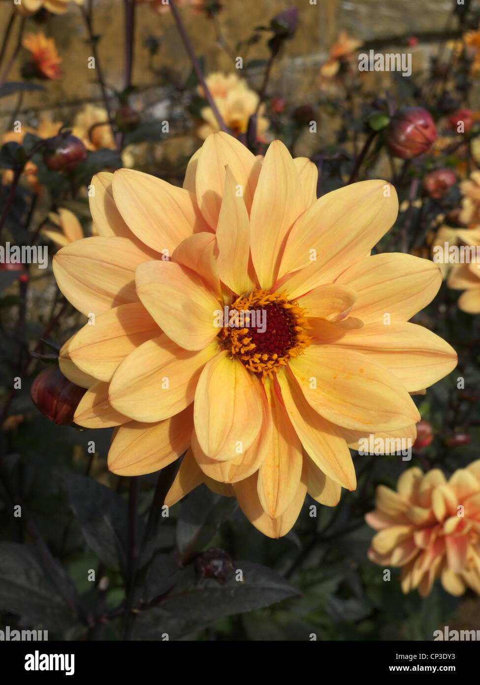Couleur abricot Dahlia fleur en pleine floraison Banque D'Images