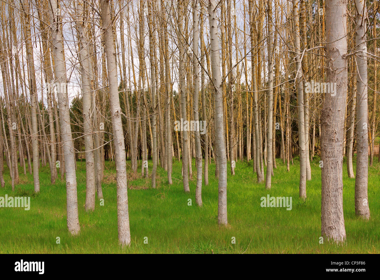 Forêt d'arbres, l'herbe et la végétation sauvage Banque D'Images