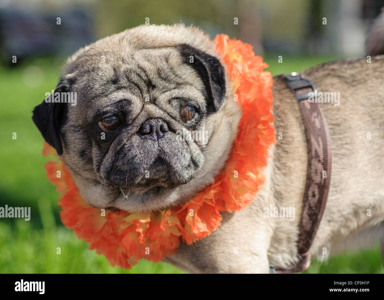 Bulldog avec collier orange sur le jour de la reine (Koninginnedag), Amsterdam, Pays-Bas Banque D'Images