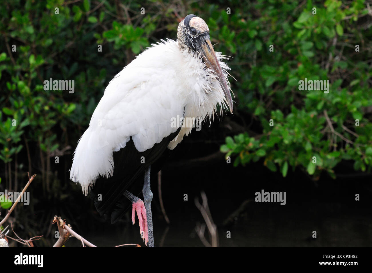 Wood stork (Mycteria americana) détend tout en se tenant sur une jambe Banque D'Images