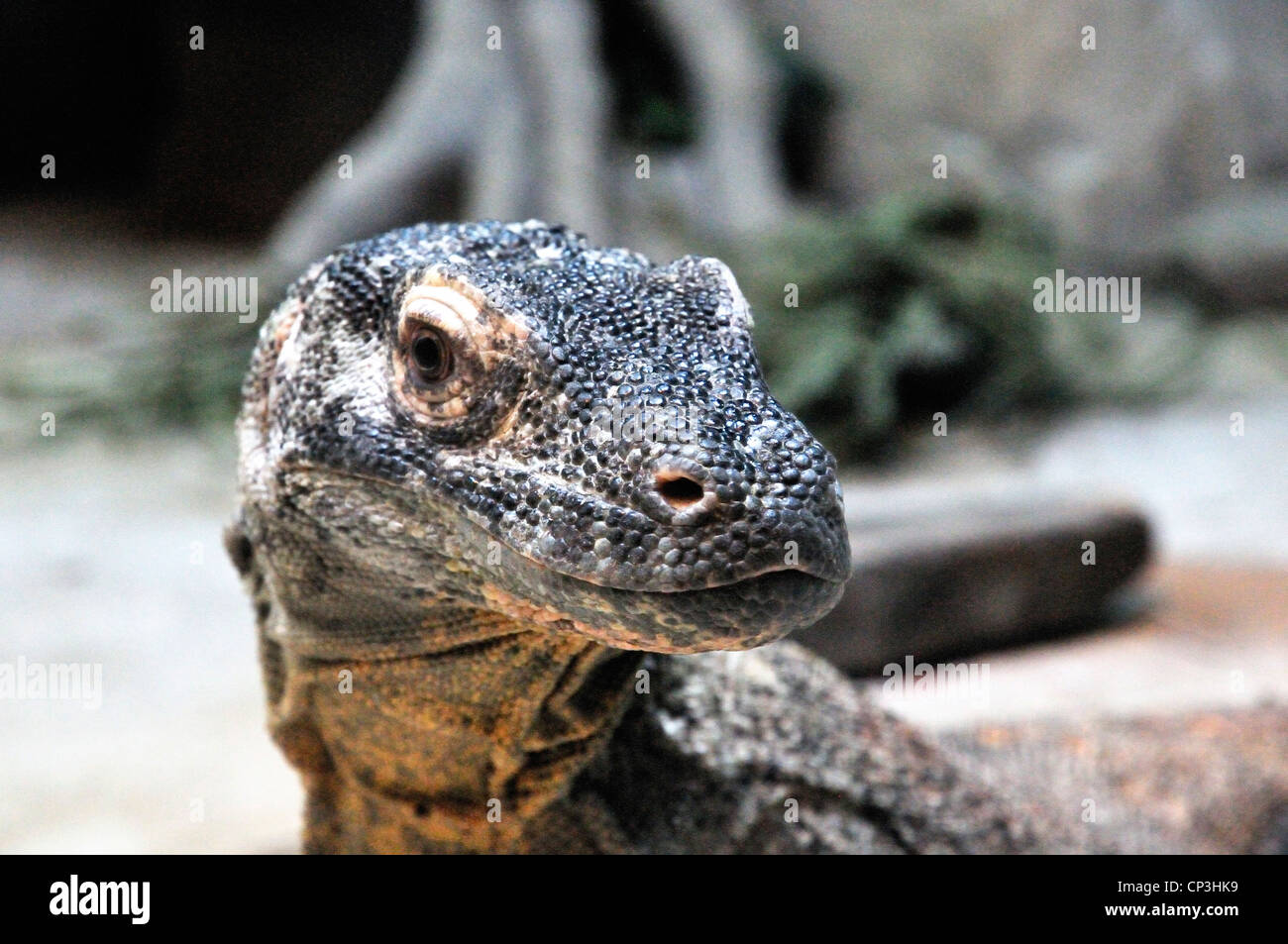 Dragon de Komodo close up Banque D'Images