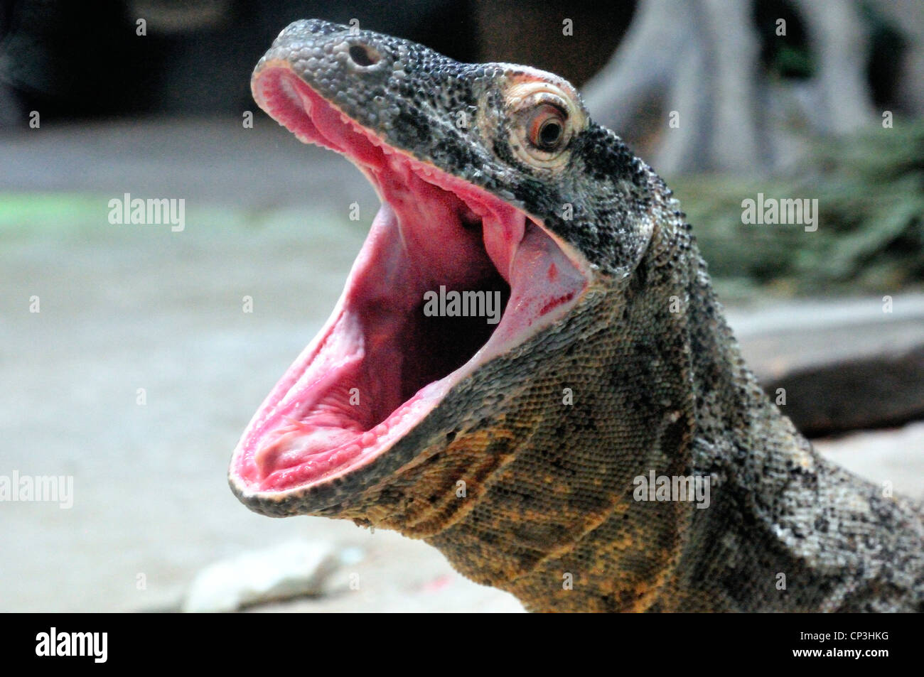 Dragon de Komodo avec la bouche grande ouverte Banque D'Images