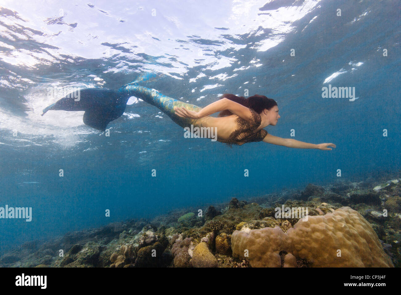 Jeune sirène piscine au-dessus de la barrière de corail en Miil Channel, États fédérés de Micronésie. Banque D'Images