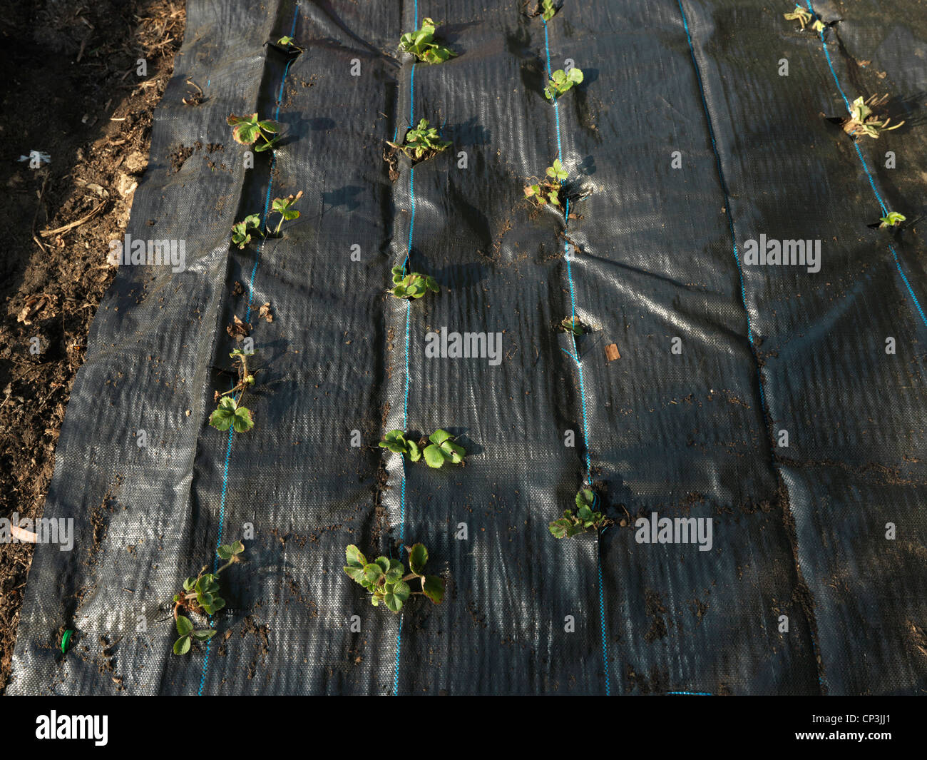 En utilisant un paillis Mat à cultiver les fraises soulage les mauvaises herbes conserve la culture propre et retient l'humidité. Banque D'Images