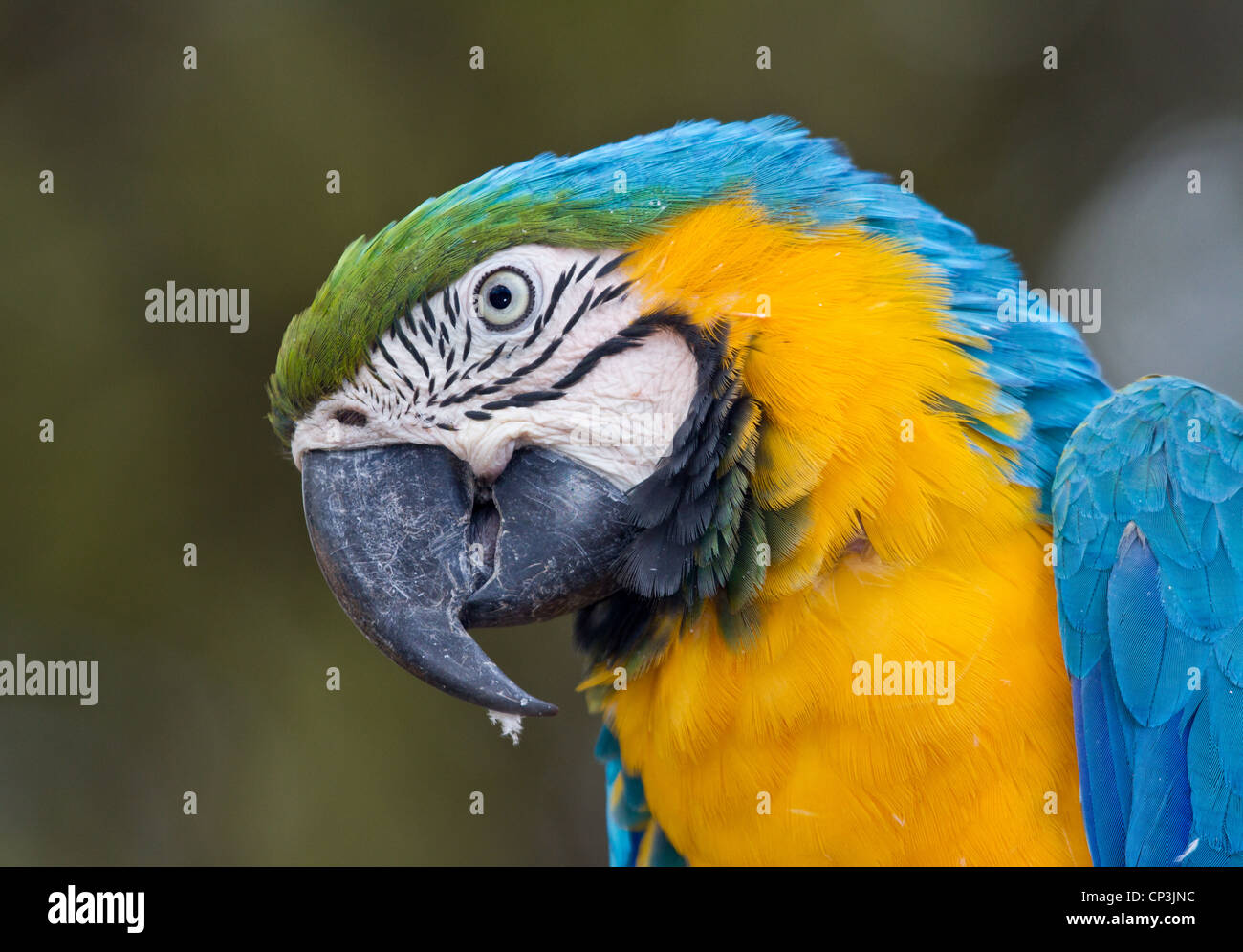 Portrait détaillé d'un perroquet ara Banque D'Images