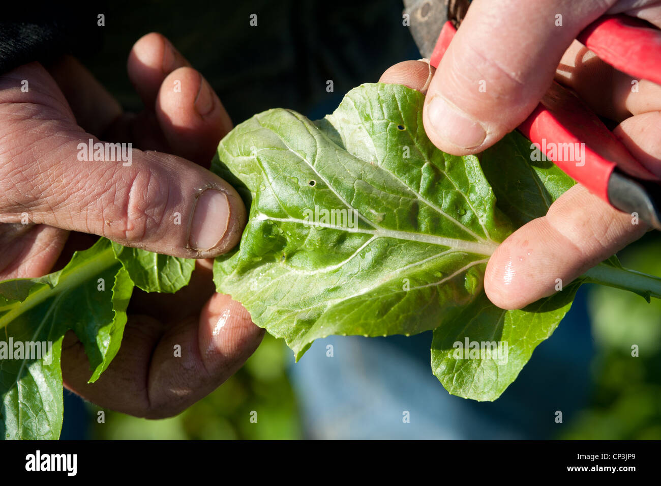 L'homme est titulaire de légumes verts à des fins d'inspection. Banque D'Images