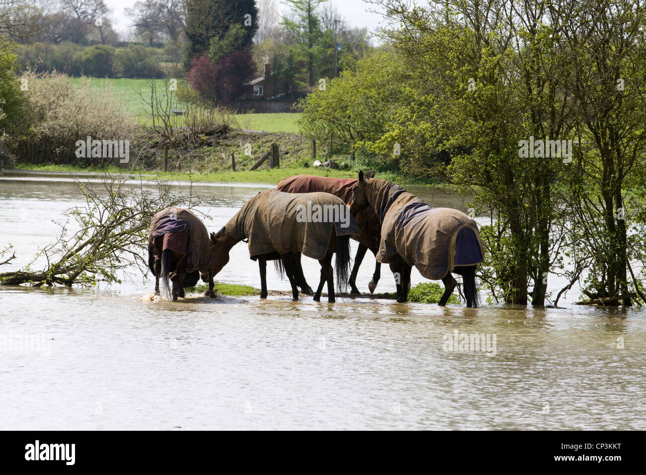 Chevaux Equus ferus caballus debout dans l'eau des inondations dans la région de Kings - Angleterre sur la rivière Cherwell Banque D'Images