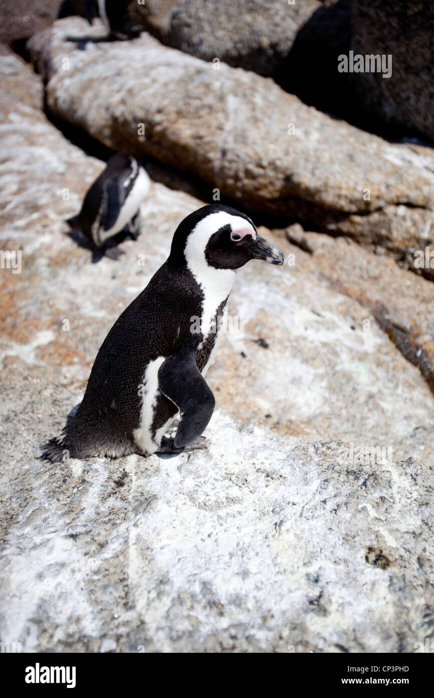Un manchot sur les rochers à la plage de Boulders, Simon's Town, Afrique du Sud. Banque D'Images
