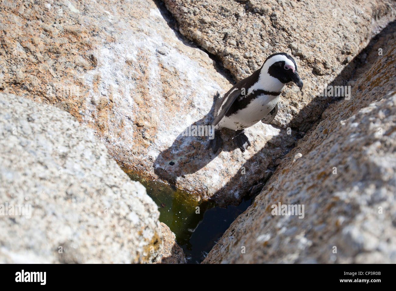 Un manchot sur les rochers à la plage de Boulders, Simon's Town, Afrique du Sud. Banque D'Images