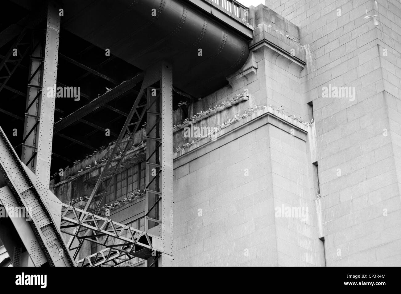 Les mouettes se percher sur le pont Tyne Banque D'Images