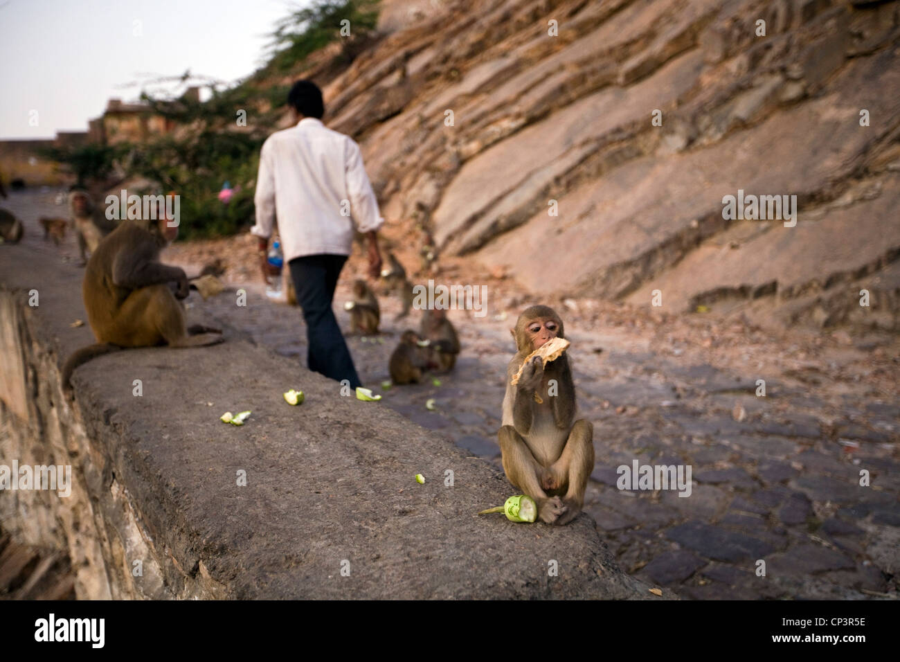 L'alimentation des singes sur le chemin jusqu'à la montagne et le Galta Surya Mandir (connu sous le nom de Monkey Temple) Jaipur, Inde Banque D'Images