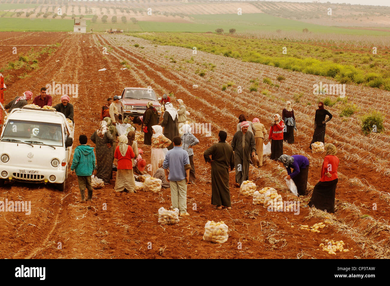 Syrie - autour d'Apamée sur l'Oronte, récoltés Banque D'Images