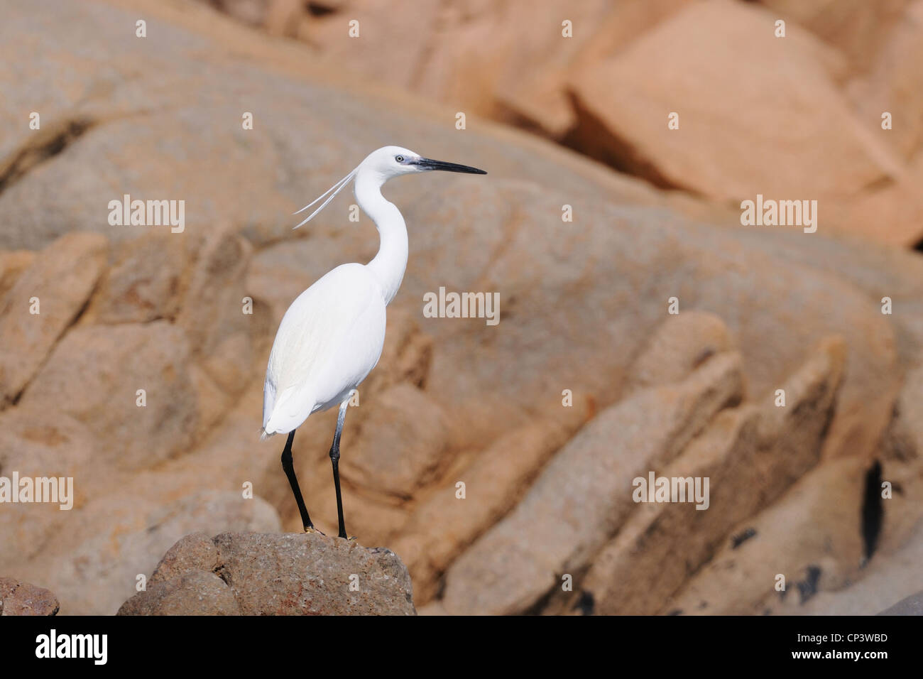 Aigrette garzette (Egretta garzetta), l'île de La Maddalena, en Sardaigne, Italie Banque D'Images