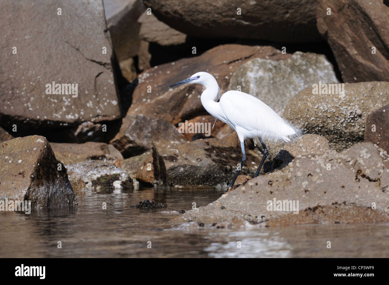 Aigrette garzette (Egretta garzetta), l'île de La Maddalena, en Sardaigne, Italie Banque D'Images