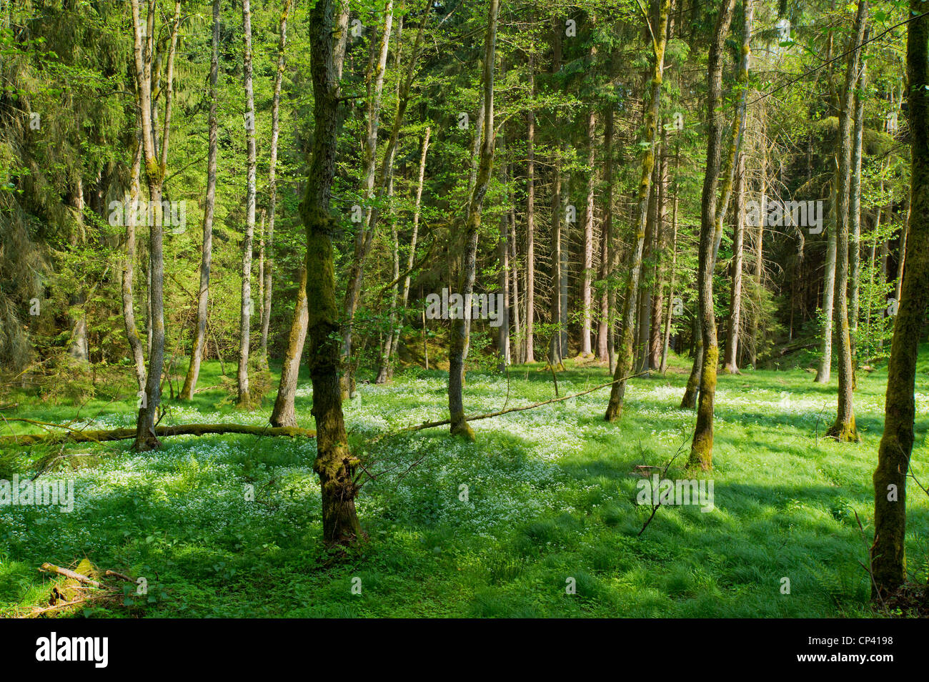 Forêt du Haut-Palatinat bavière printemps vert plantes arbre herbe sun happy fun funny détendez-vous des vacances reposantes paysage springt bois woods Banque D'Images