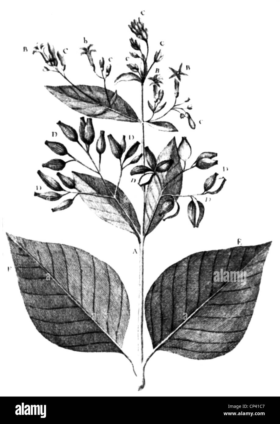 La botanique, arbres, quinquina, twig, illustration de 'Sur l'arbre du quinquina', par Charles-Marie de la Condamine, Paris, 1738, gravure sur cuivre, l'artiste n'a pas d'auteur pour être effacé Banque D'Images