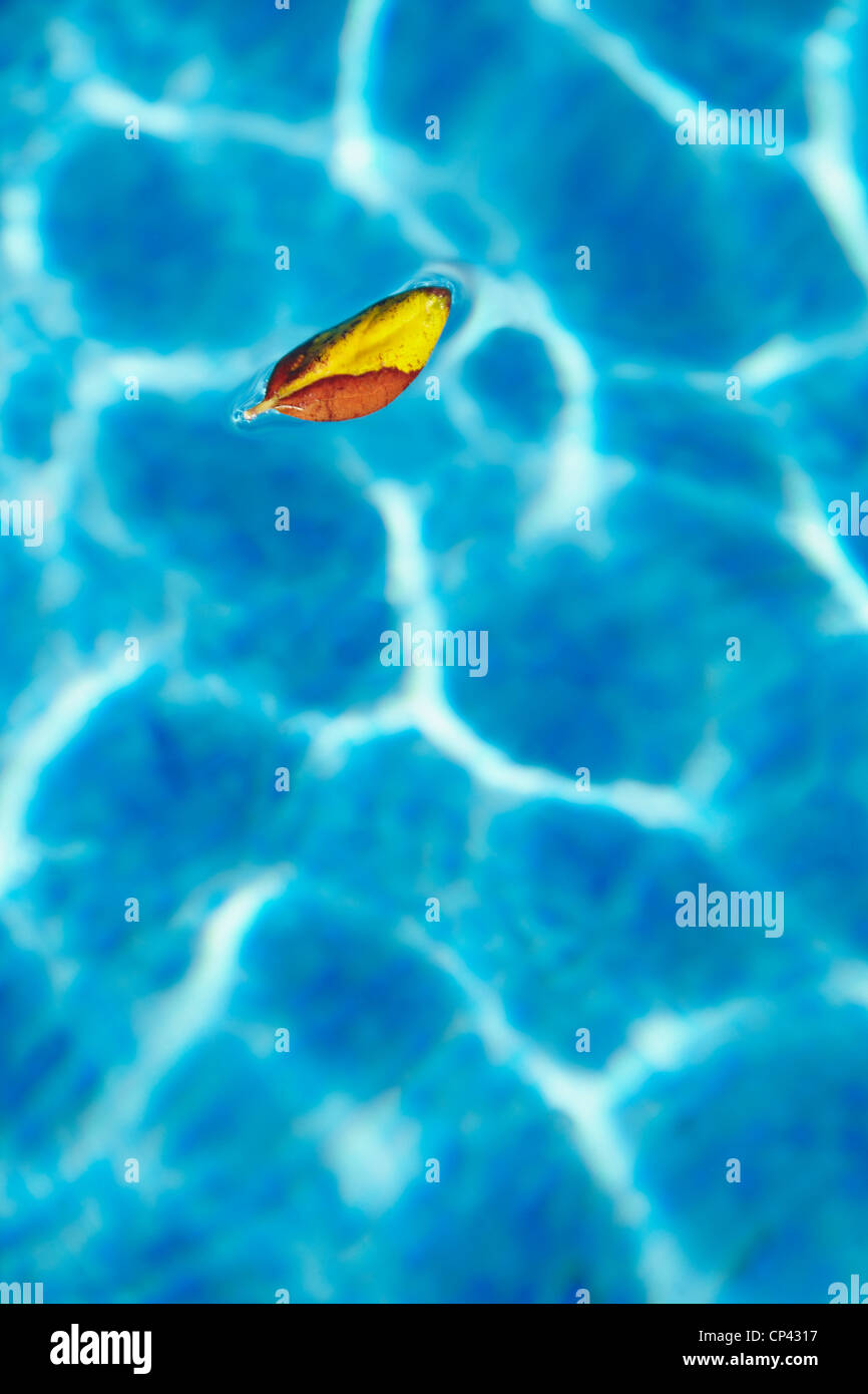 Leaf flottant sur une piscine. Alicante. Espagne Banque D'Images