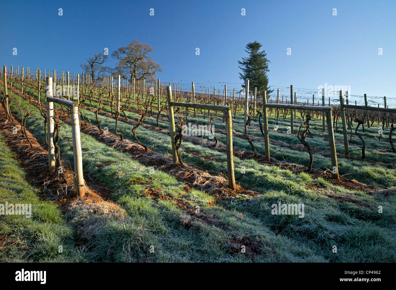 Sharpham Vineyard, Devon, UK Banque D'Images