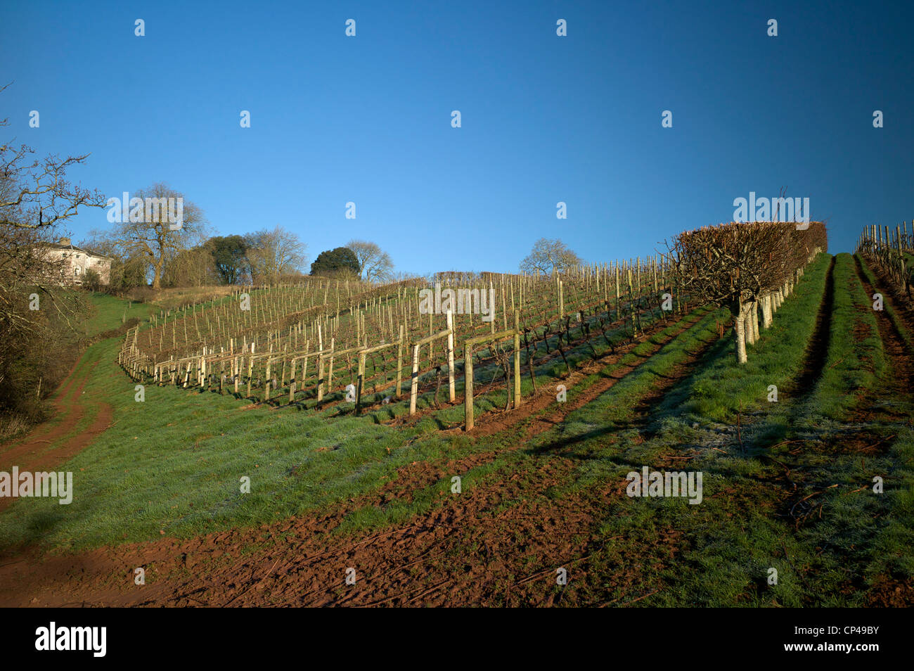 Sharpham Vineyard, Devon, UK Banque D'Images