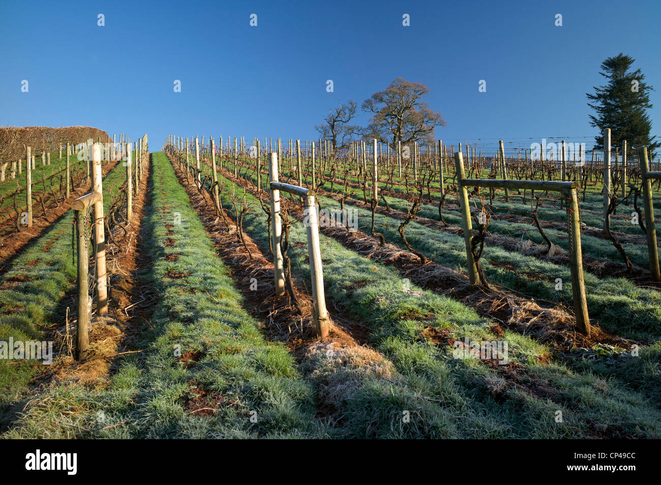 Sharpham Vineyard, Devon, UK Banque D'Images