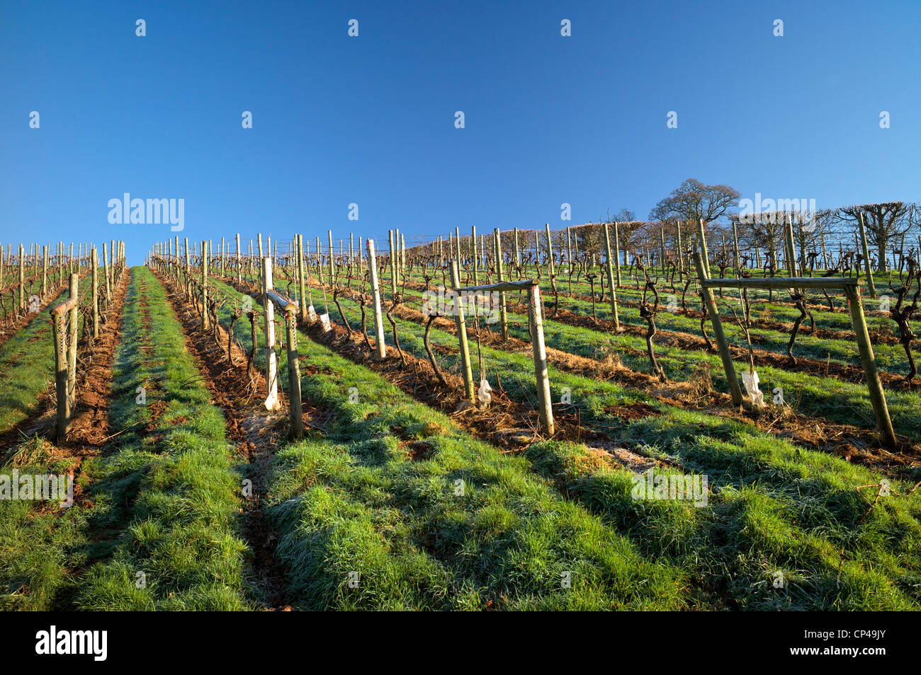 Sharpham Vineyard, Devon, UK Banque D'Images