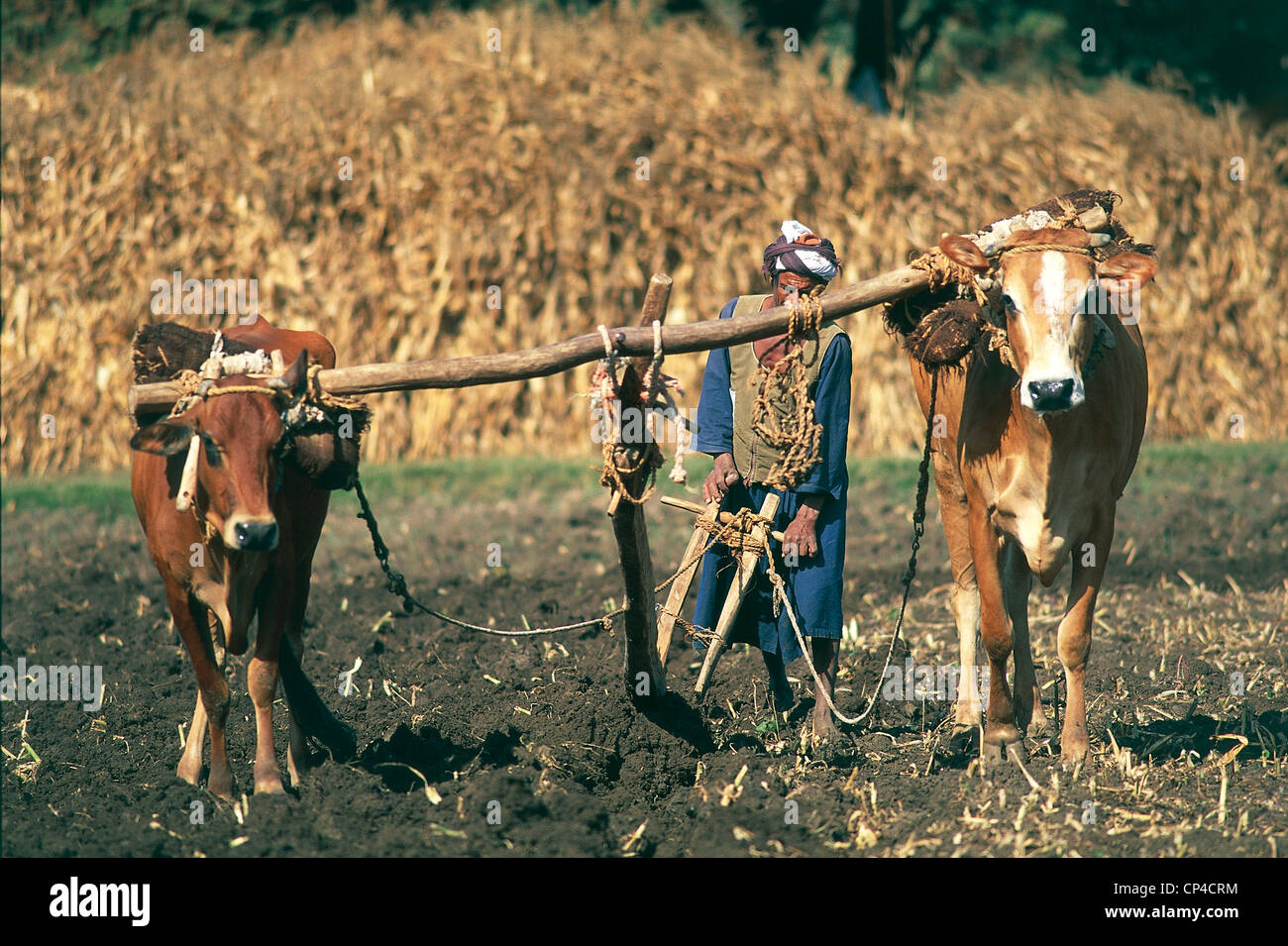 Egypte - Louxor - labourer les champs, un agriculteur et une paire de bœufs à la chape. Banque D'Images