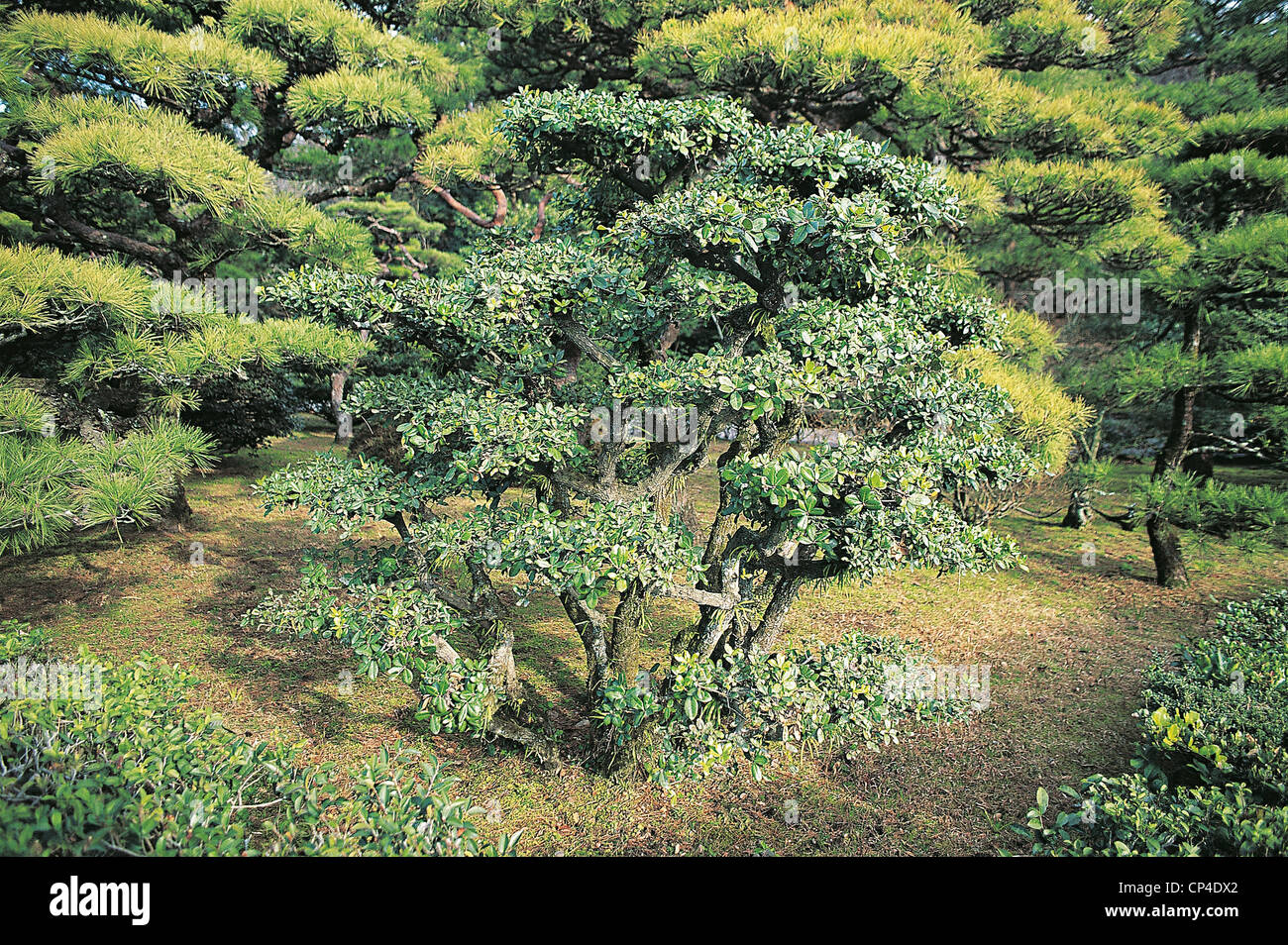 Japon - Péninsule Shima - Parc National d'Ise-Shima - ISE. Le jardin du temple shinto Naiguata. Banque D'Images