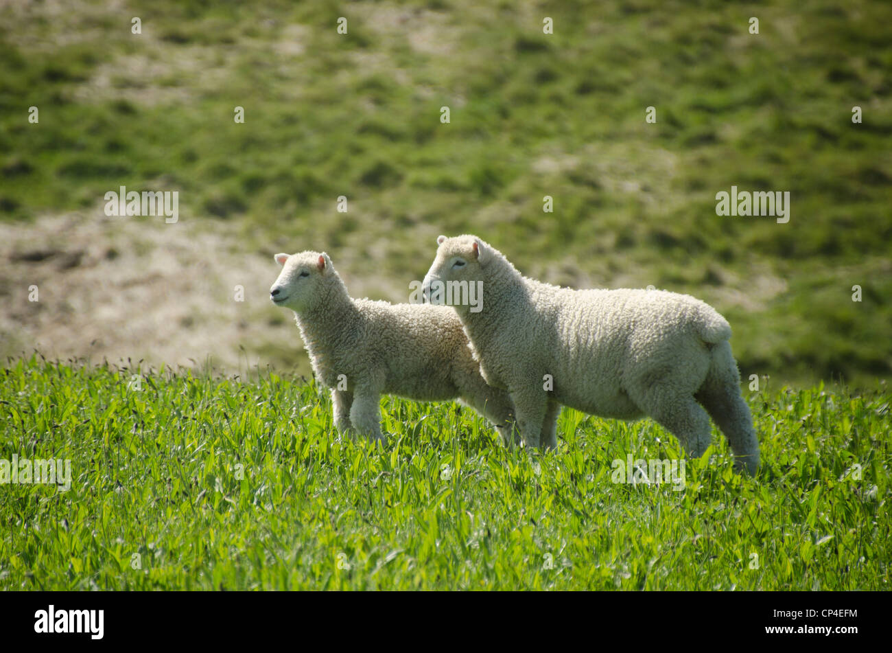 Les moutons près de Dunedin, péninsule d'Otago, île du Sud, Nouvelle-Zélande Banque D'Images