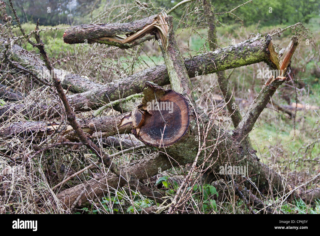 Abattre des arbres Banque D'Images