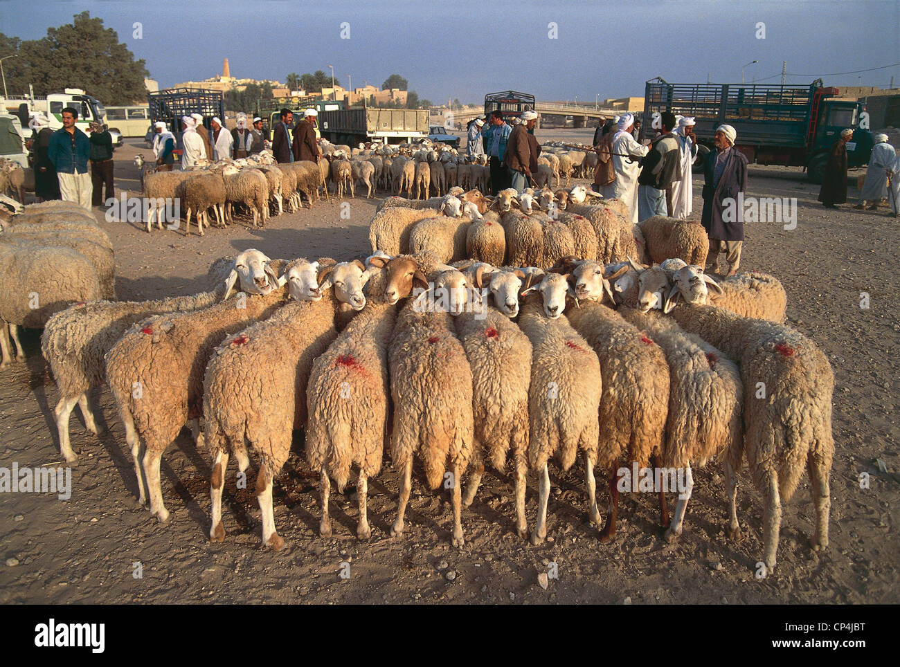 Algérie - Vallée du M'zab - Ghardaia, souq de moutons. Banque D'Images